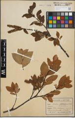 Foto von Salix hastata L.